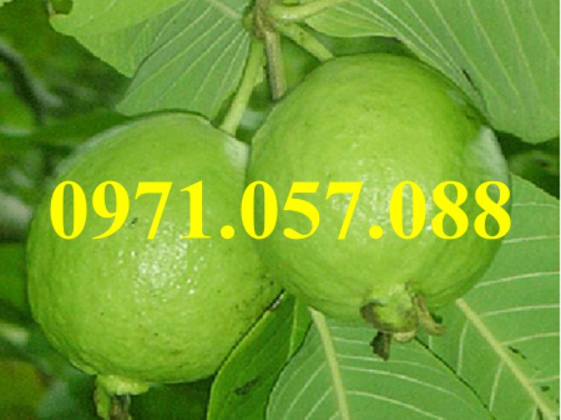 giong-cay-oi-bon-mua