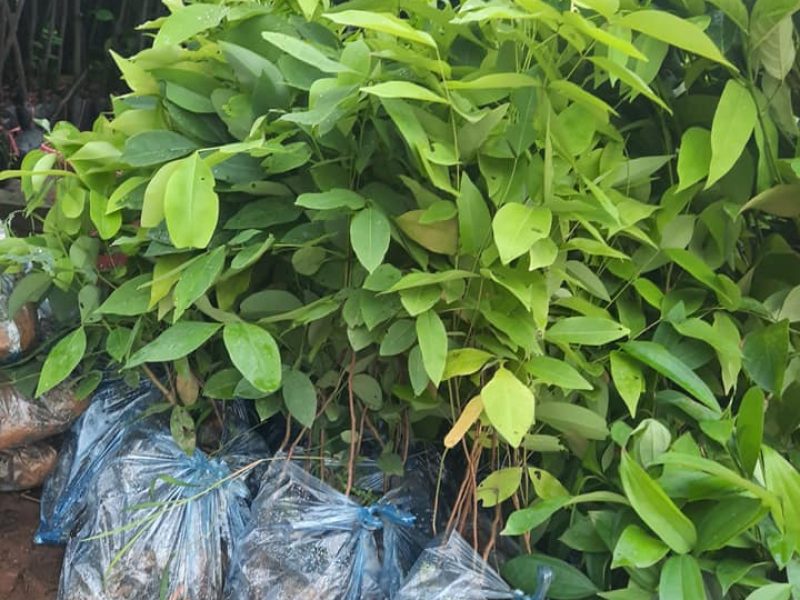 giong-cay-muong-hoang-yen