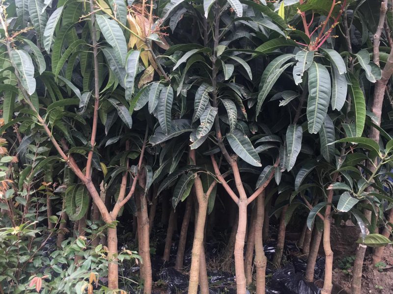 noi-cung-cap-giong-cay-xoai-dai-loan