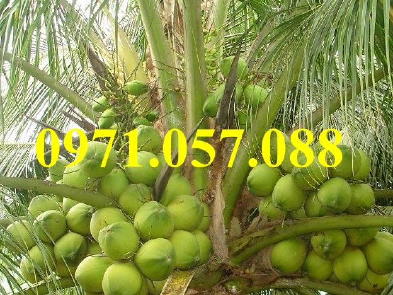 giong-cay-dua-xiem-lun-xanh