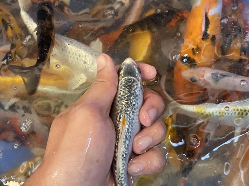 koi-f1-koi-mini-koi-chep-phung-g-ia-re-cho-ae-quang-ngai-quen-minh-0934-717-81