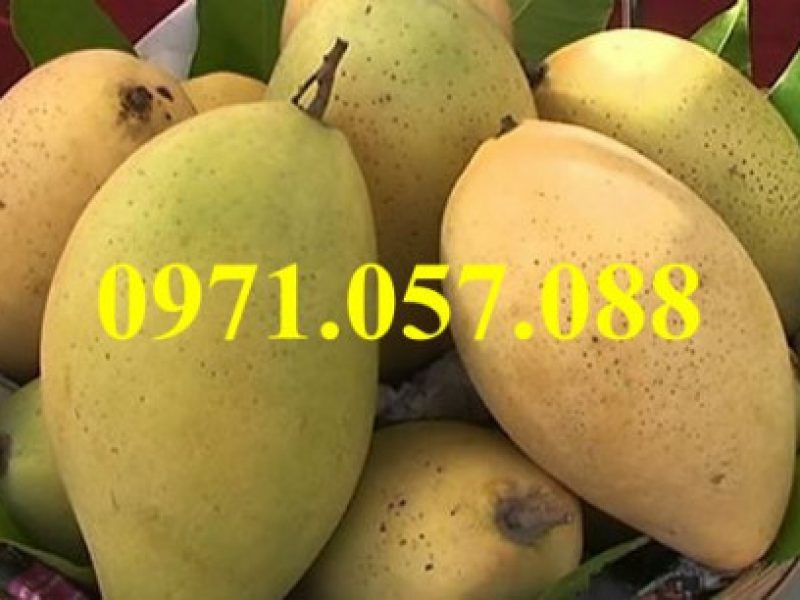cay-giong-xoai-dai-loan