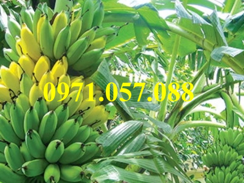 giong-cay-chuoi-tay-thai