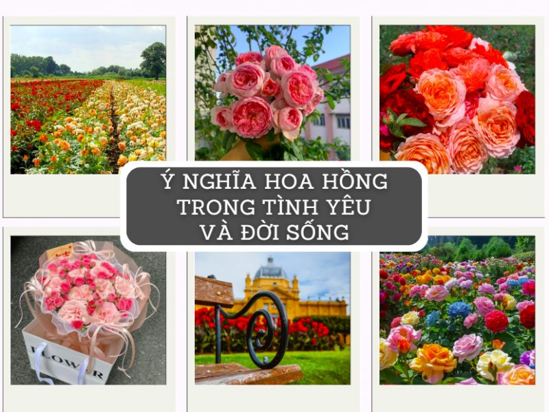 y-nghia-hoa-hong-trong-tinh-yeu-va-doi-song-