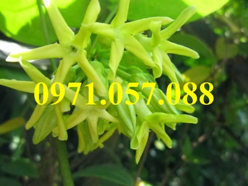 giong-cay-hoa-thien-ly
