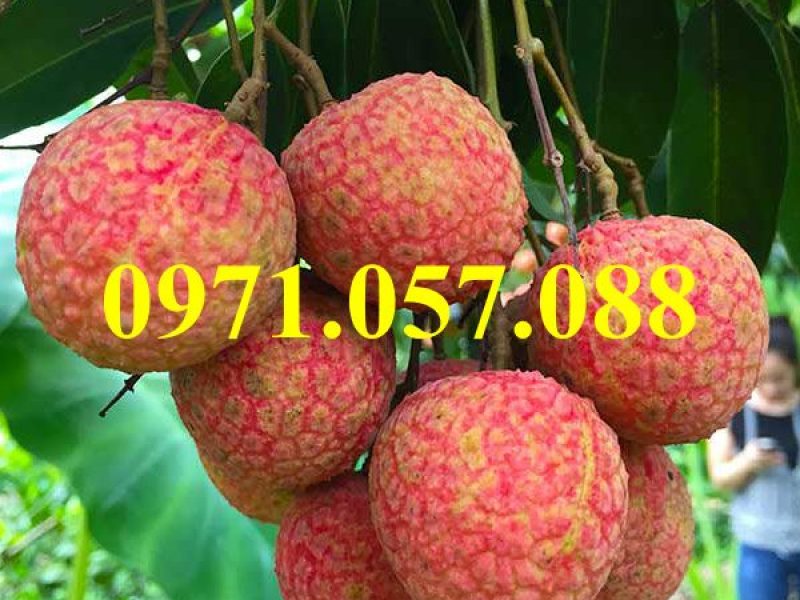 cay-giong-vai-thieu