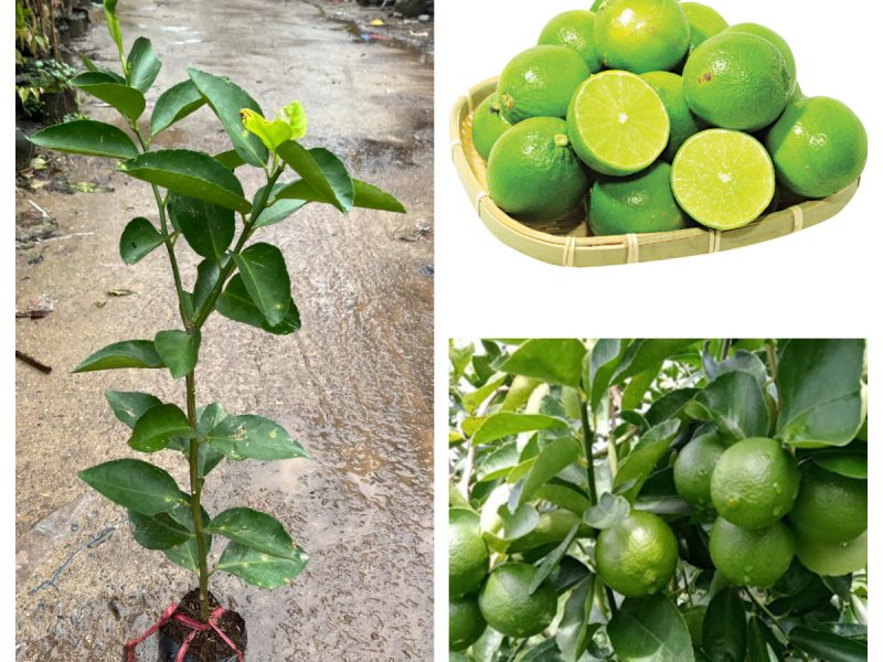 giong-cay-quyt-duong-mien-nam