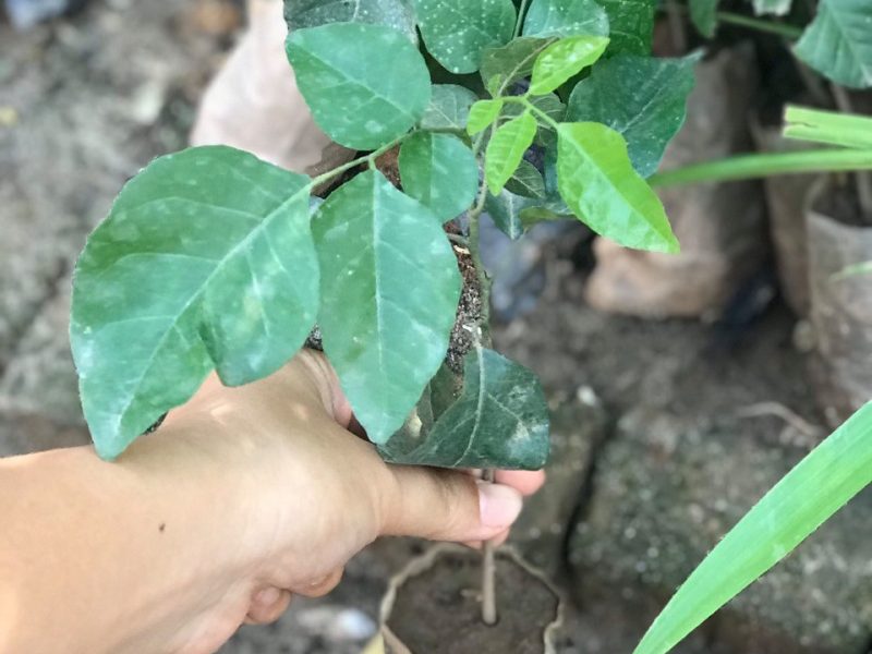 noi-cung-cap-giong-cay-quat-hong-bi