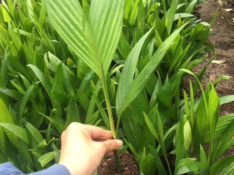 noi-cung-cap-giong-cay-cau-tu-quy
