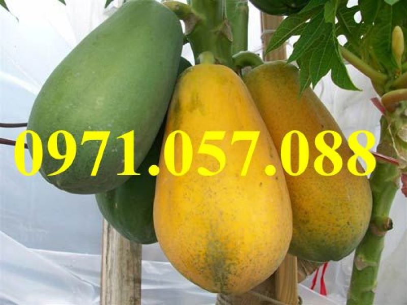 giong-cay-du-du-dai-loan