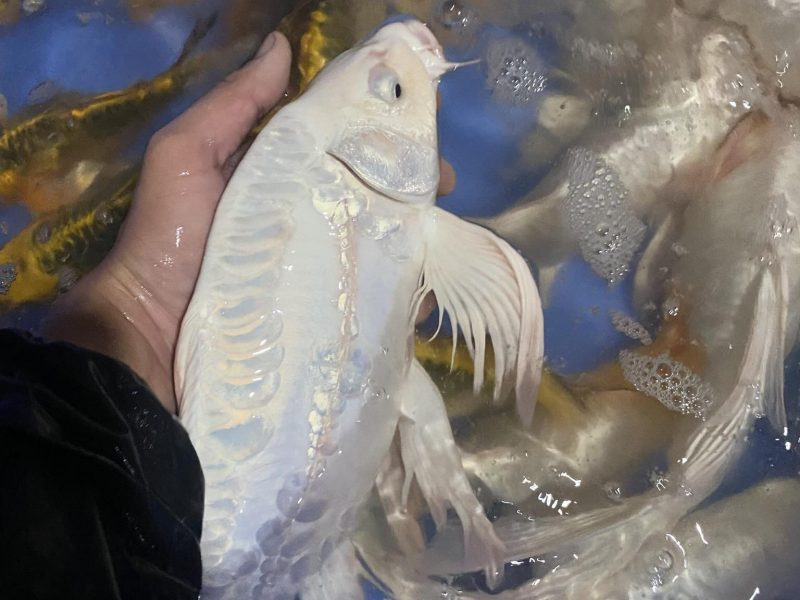 koi-f1-koi-mini-koi-chep-phung-g-ia-re-cho-ae-quang-ngai-quen-minh-0934-717-81