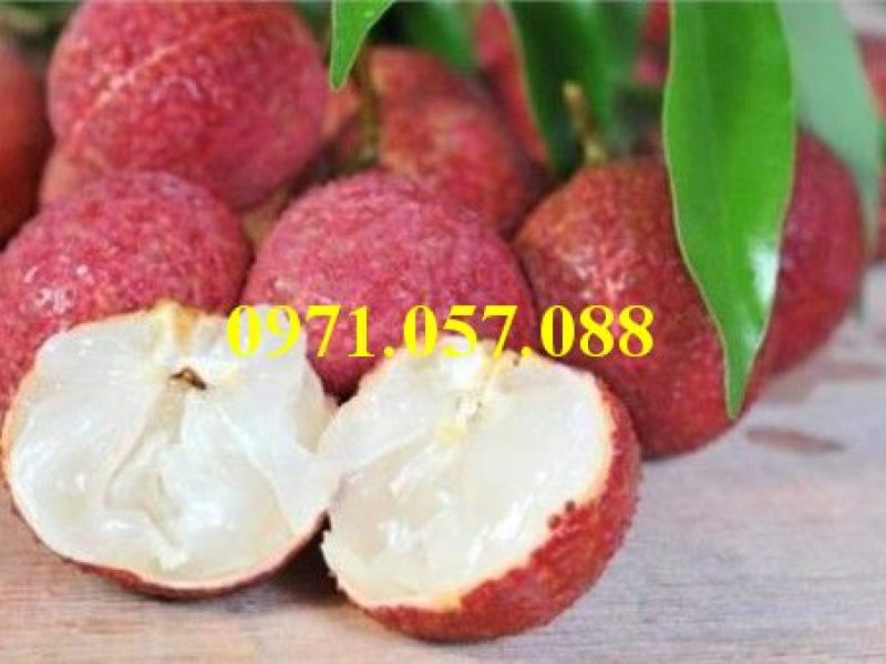 giong-cay-vai-khong-hat