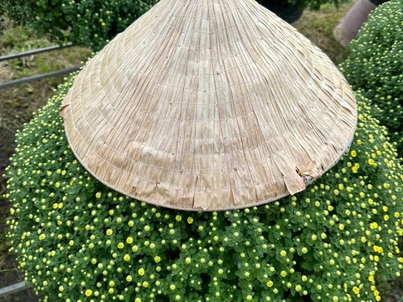 cuc-mam-xoi-san-vuon-size-90-100cm