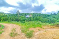 Bán 1,3 ha đất trồng cafe tại Lâm Đồng