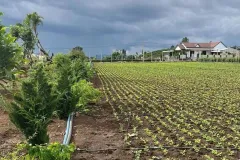 Bán 3,1 sào đất tại Tân Hội, Lâm Đồng