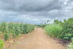 Đất hẻm gần trung tâm Tân Hội, Đức Trọng, Lâm Đồng
