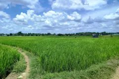 CẦN BÁN 11.677M2 ĐẤT LÚA THUỘC KHU DÂN CƯ XÂY MỚI GẦN ĐH PHẠM NGỌC