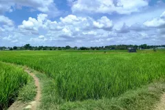 Cần bán 11.677m2 đất lúa tại Huyện Bình Chánh, TP.HCM