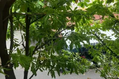 Chính Chủ Cần Bán Căn Hộ Chung Cư Lầu 1 Ngay MT/hẻm Trần Quang Diệu, Phường 13,