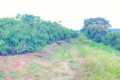 Bán 1ha đất tại Ninh Gia, Đức Trọng, Lâm Đồng
