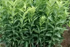 Giống cam đường canh chất lượng cao tại Hà Nội