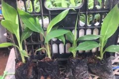 CÂY GIỐNG CHUỐI TIÊU HỒNG