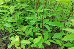 Cây giống na dai chất lượng cao tại Hà Nội