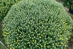 Cúc mâm xôi and Tết flowers for sale in Hà Nội