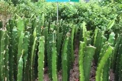 Địa chỉ cung cấp cây giống thanh long