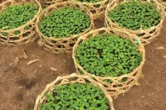 CÂY GIỐNG ĐU ĐỦ THÁI