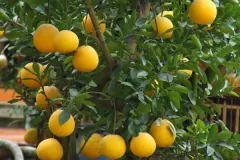 Cây giống bưởi Diễn chất lượng cao tại Hà Nội