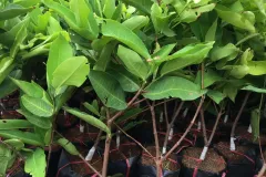 Cây giống roi đỏ chất lượng cao tại Hà Nội