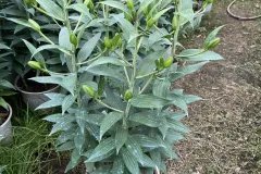 CHẬU LY CAO