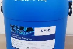 Lactobacillus Plantarum, men vi sinh đường ruột tôm cá