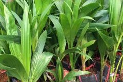 Cây giống dừa xiêm lùn đỏ