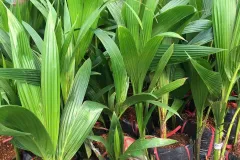Cây giống dừa xiêm lùn đỏ tại Hà Nội