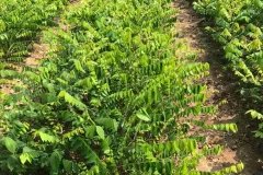 Địa chỉ cung cấp cây giống khế chua