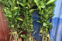 Cung cấp giống quýt Thái Lan; chất lượng cao tại Hà Nội