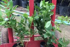 Cây giống việt quất