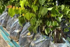 CÂY GIỐNG KHẾ NGỌT