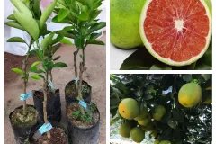 GIỐNG CAM CARA RUỘT ĐỎ