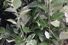 Địa chỉ cung cấp cây giống nhót ngọt