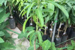 Cây giống xoài Úc chất lượng cao tại Hà Nội