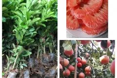 Cung cấp cây giống bưởi luận văn