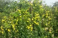 CÂY GIỐNG TÁO CHUA