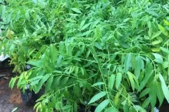 Cây giống cóc Thái chất lượng cao tại Hà Nội