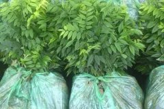 CÂY GIỐNG SƯA ĐỎ