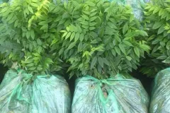 Cây giống sưa đỏ chất lượng cao tại Hà Nội