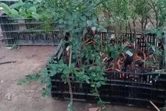 CÂY GIỐNG CHANH NGÓN TAY