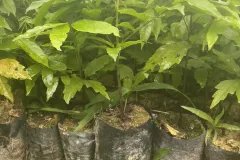 CÂY GIỐNG SẤU